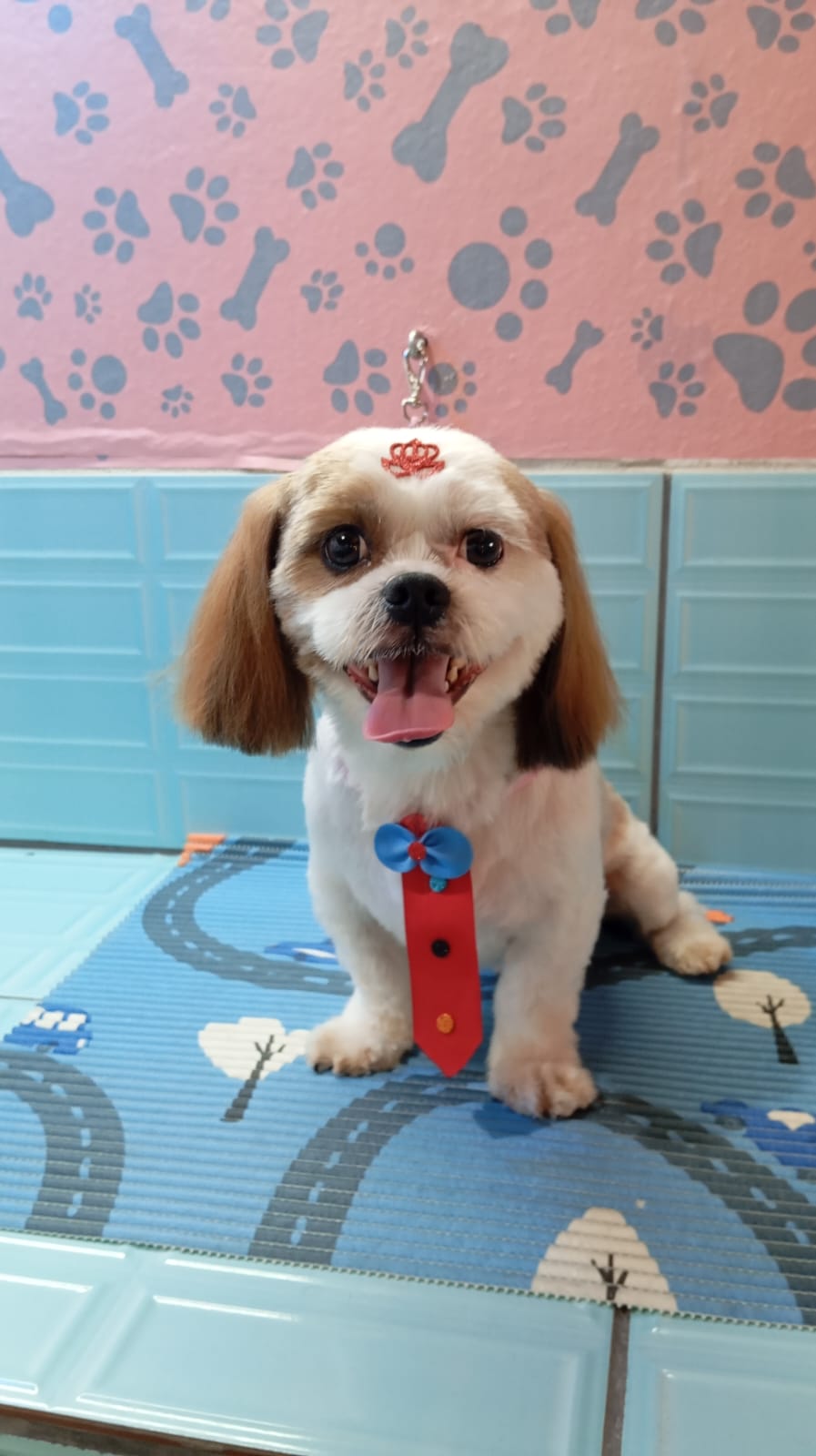 Cachorro estiloso